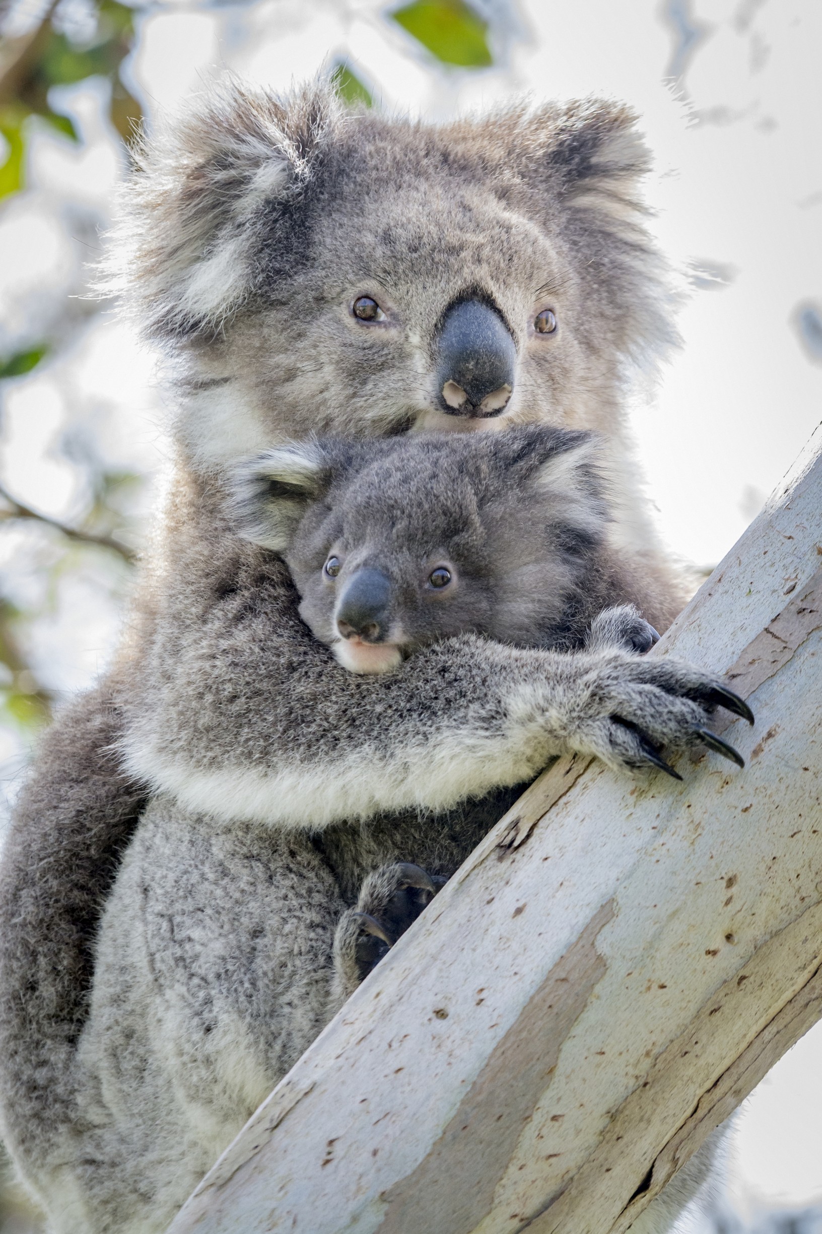 Kennet River Koala Walk