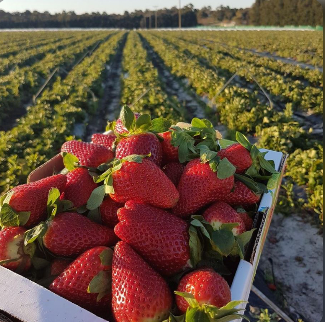 Visit to local farm for fresh fruit and picnic supplies