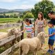 Yarra Valley winery tours
